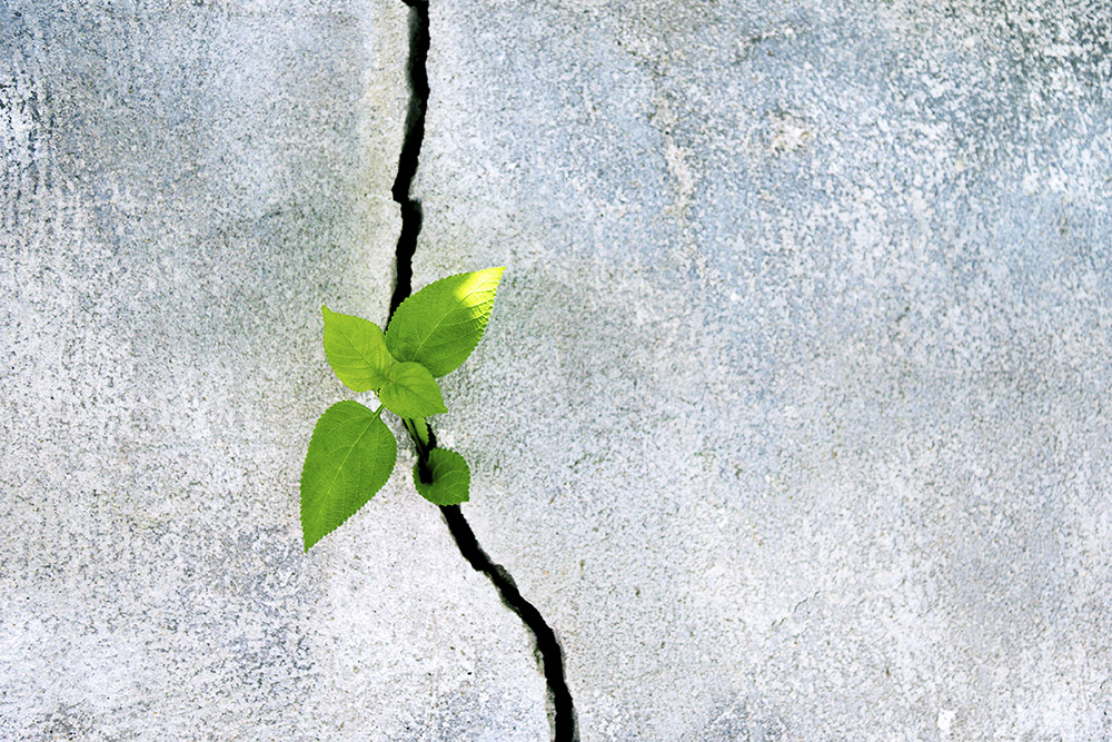 resiliencia